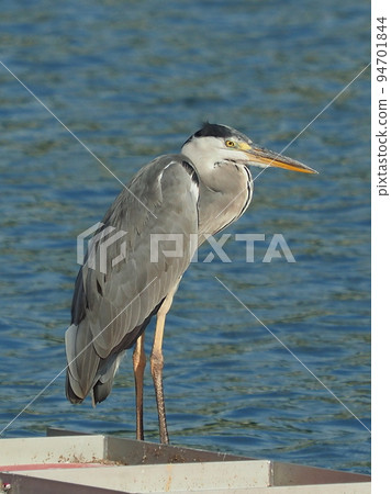 灰鷺 (Ardea cinerea) 灰鷺 (Ardea cinerea) 94701844