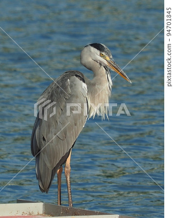 灰鷺 (Ardea cinerea) 94701845