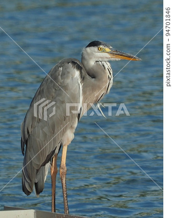 灰鷺 (Ardea cinerea) 灰鷺 (Ardea cinerea) 94701846