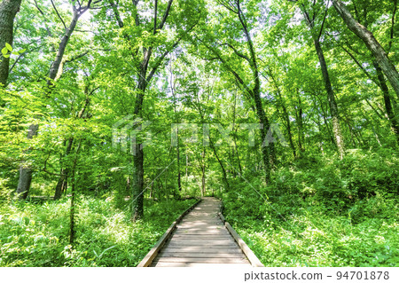 Forest bath hiking 94701878