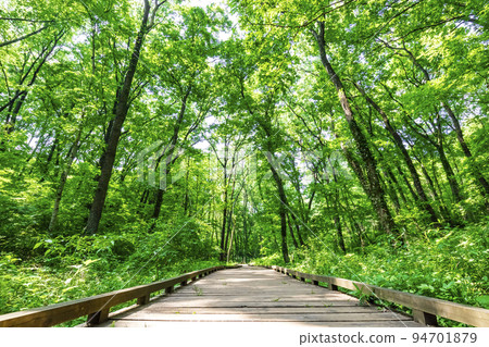 森林浴遠足 94701879