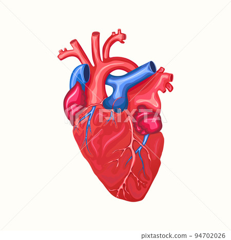 Anatomical Human Heart with Aorta and Veins Isolated on White Background. Muscular Organ of the Human Cardiovascular System. Medical Care Concept. Vector Illustration. 94702026