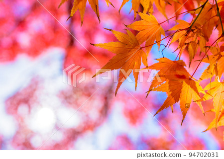 Colored maple close-up Autumn maple background material Fall image 94702031