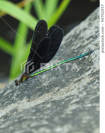羽黑蜻蜓(神蜻蜓) 羽黑蜻蜓(神蜻蜓) 94702057