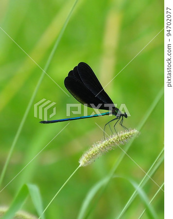 Haguro dragonfly (God dragonfly) 94702077