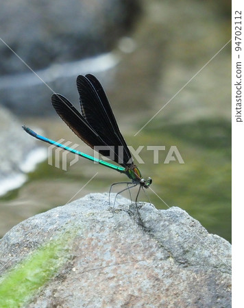 Haguro dragonfly (God dragonfly) 94702112