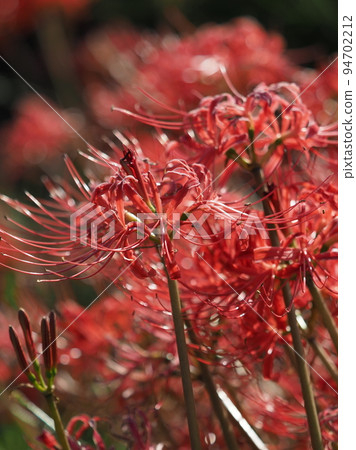 Cluster amaryllis (Licoris) 94702212