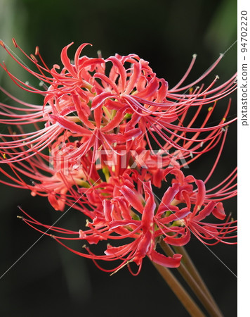 希根花那(Licoris) 希根花那(Licoris) 94702220