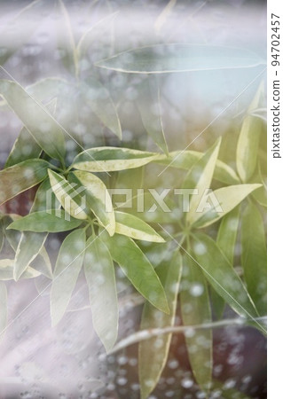 雨天窗外的盆栽植物 94702457