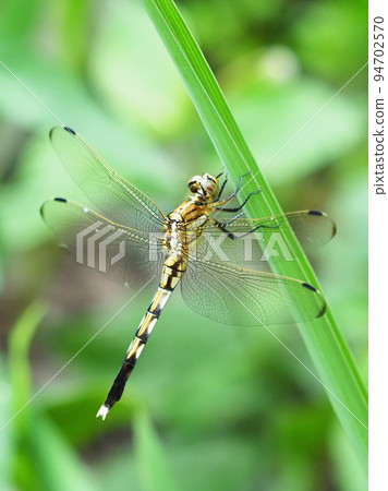 Mugiwaratonbo Mugiwaratonbo 94702570