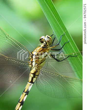 Mugiwaratonbo 94702571