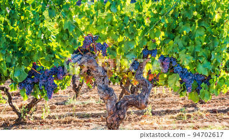 Cannonau grape. Bunches of ripe grapes among the branches of an old vine stock. Agriculture. 94702617