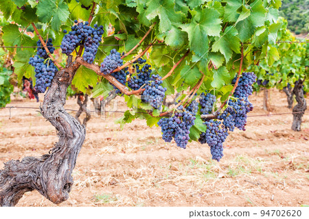 Cannonau grape. Bunches of ripe grapes among the branches of an old vine stock. Agriculture. Cannonau grape. Bunches of ripe grapes among the branches of an old vine stock. Agriculture. 94702620