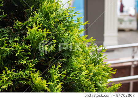 Green fluffy branches of evergreen shrub closeup 94702807