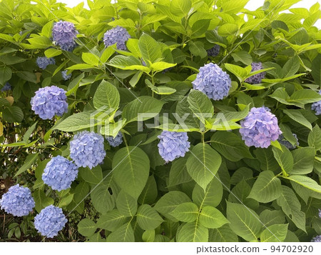 雨季繡球花 雨季繡球花 94702920
