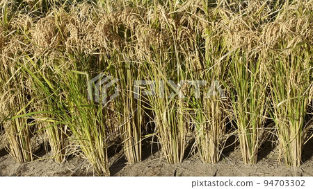 Agriculture image (rice cultivation: autumn) 94703302