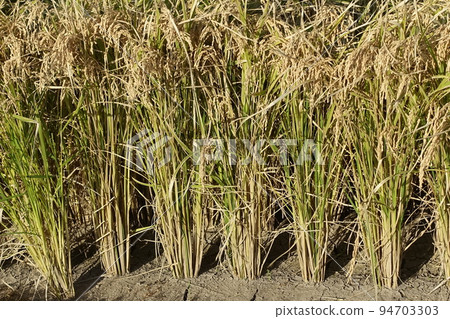 Agriculture image (rice cultivation: autumn) 94703303