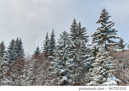 Winter Landscape with Trees, Falling Snow 94703338