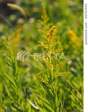 Seiitokawadassi Seiitokawadassi 94703443