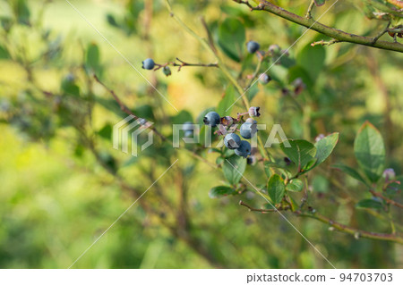 Ripe blueberries on a bush on a nature background. Vitamins, cultivation, harvest, vegetarian concept. Plantation of blueberry cultivated at bio farm 94703703
