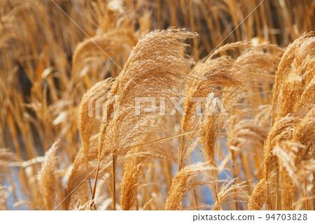 Yoshi's ear 94703828