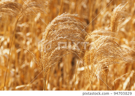 Yoshi's ear 94703829