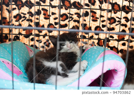 Black kitten with green eyes in a cage 94703862