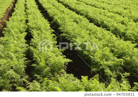 Carrot field (agricultural image) 94703931