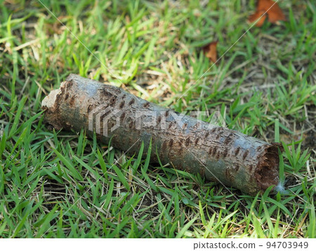 Image of firewood (for camping etc.) 94703949