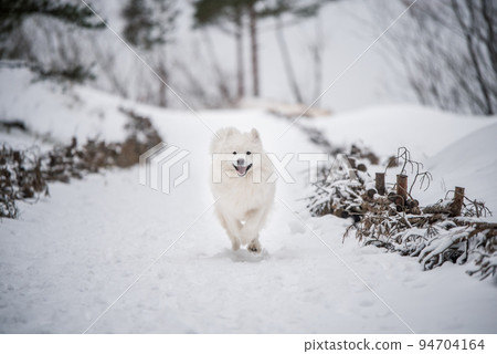 Samoyed white dog is running on snow outside Samoyed white dog is running on snow outside 94704164