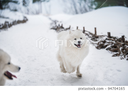 Samoyed white dog is running on snow outside Samoyed white dog is running on snow outside 94704165