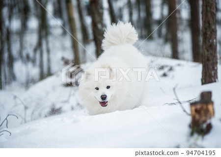 Samoyed white dog is running on snow outside Samoyed white dog is running on snow outside 94704195