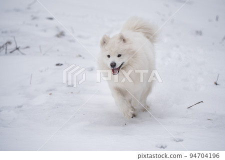 Samoyed white dog is running on snow outside Samoyed white dog is running on snow outside 94704196
