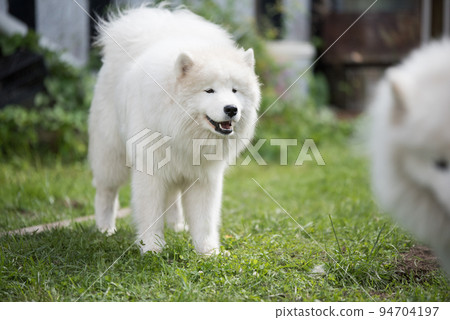 White Samoyed puppy sits in the courtyard. Dog in nature, a walk White Samoyed puppy sits in the courtyard. Dog in nature, a walk 94704197