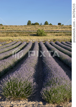 A lavender field in bloom on a sunny day 94704233