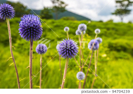 大分縣忠原濕原盛開的肥後泰 94704239