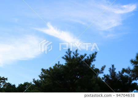 Pine tree Pine tree 94704638