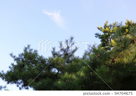 Pine tree Pine tree 94704675