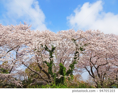 Cherry Blossoms Cherry Blossoms 94705103