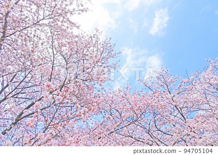 Cherry Blossoms	 94705104