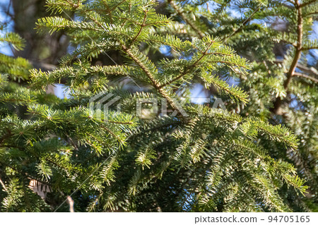 Green pine tree fur on sunny background 94705165