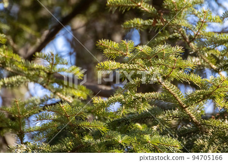 Green pine tree fur on sunny background 94705166