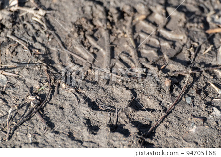 Dogs and humans footprints on dirt road close-up Dogs and humans footprints on dirt road close-up 94705168