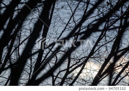 Dark bare trees forest branches on cloudy gray sky 94705182
