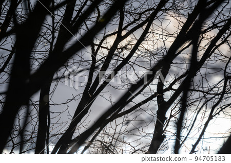 Dark bare trees forest branches on cloudy gray sky 94705183