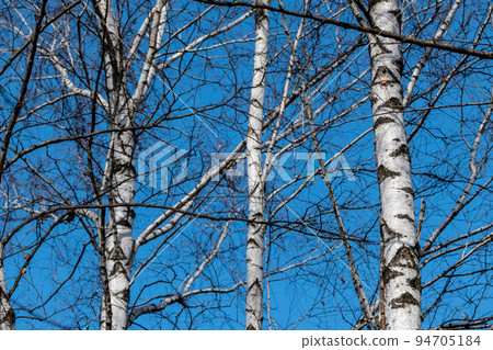 Birch trees forest, no leaves on blue sunny sky 94705184