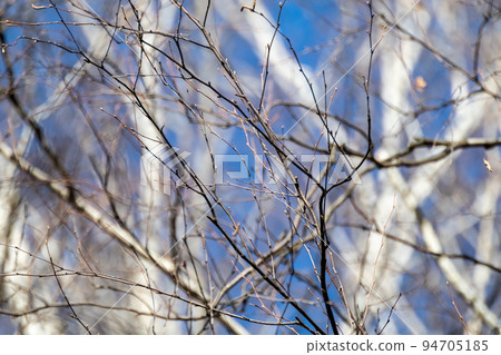 Birch trees forest branches on blue sunny sky 94705185