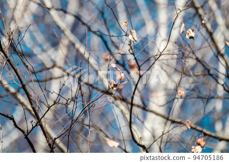 Birch trees forest branches on blue sunny sky Birch trees forest branches on blue sunny sky 94705186
