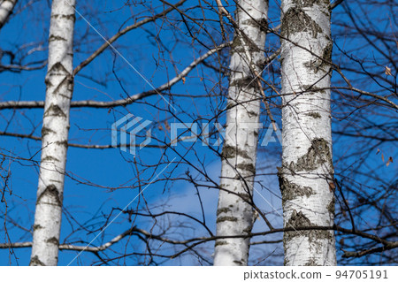 Birch trees forest, no leaves on blue sunny sky 94705191