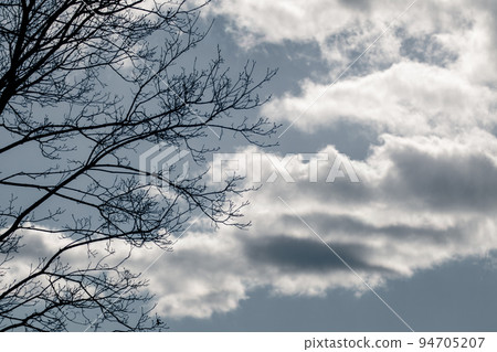 Black tree silhouette on blue cloudy dramatic sky 94705207